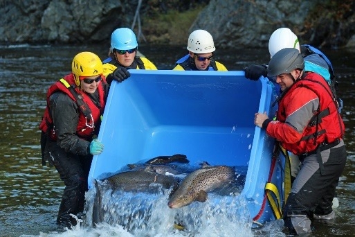 rebuilding wild salmon stocks