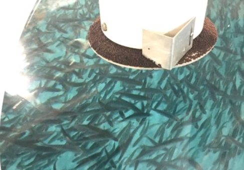 Sustainable Feed, Creative Salmon